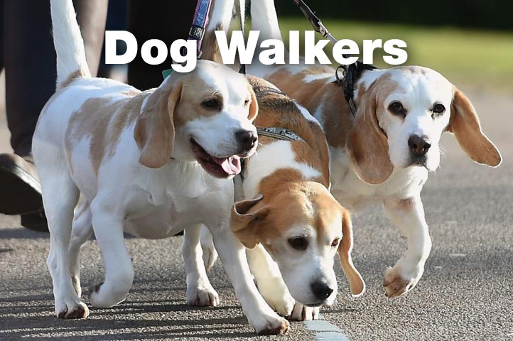 Essex Dogs - dog walkers in Essex