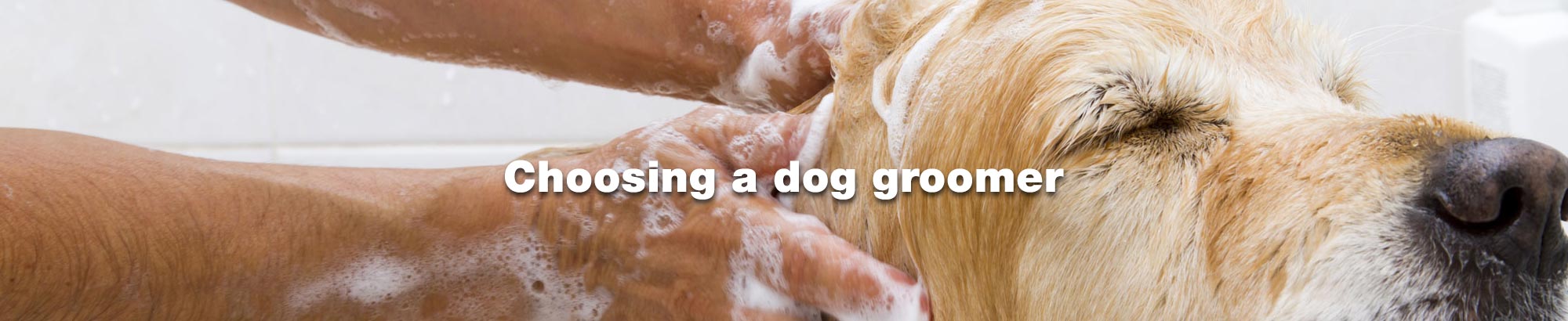 Choosing a dog groomer