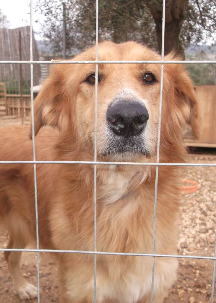 Essex Dogs - Dog rescue centres and adopting a dog