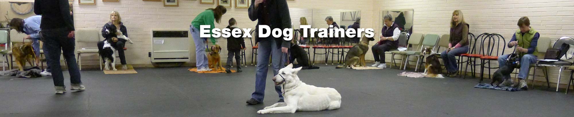 Choosing a Dog trainer in Essex