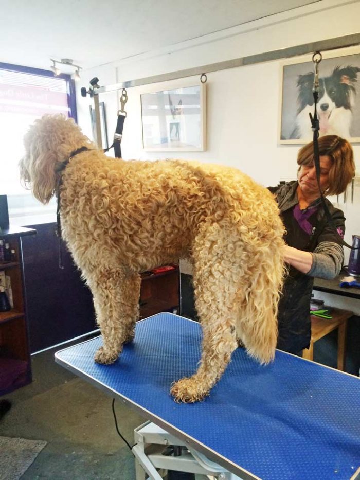 Choosing a professional dog groomer - Essex Dogs