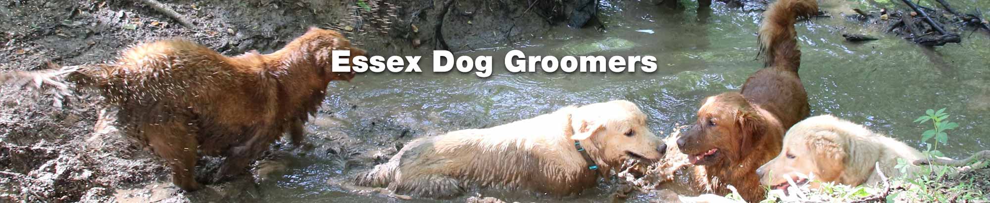 Essex Dogs - Find a professional dog groomer in Essex