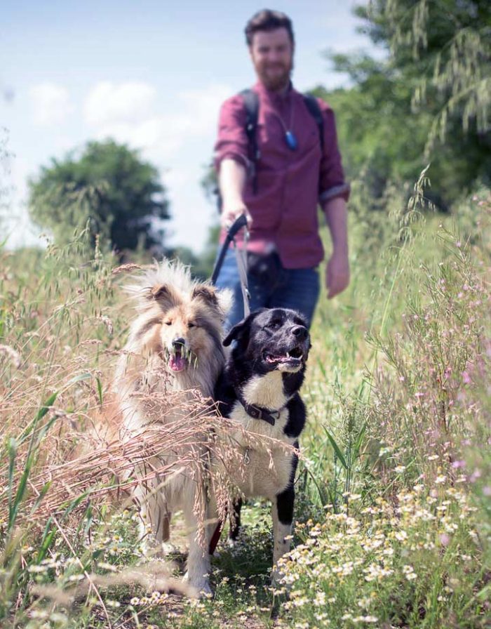 Choosing a local dog trainer Essex Dogs