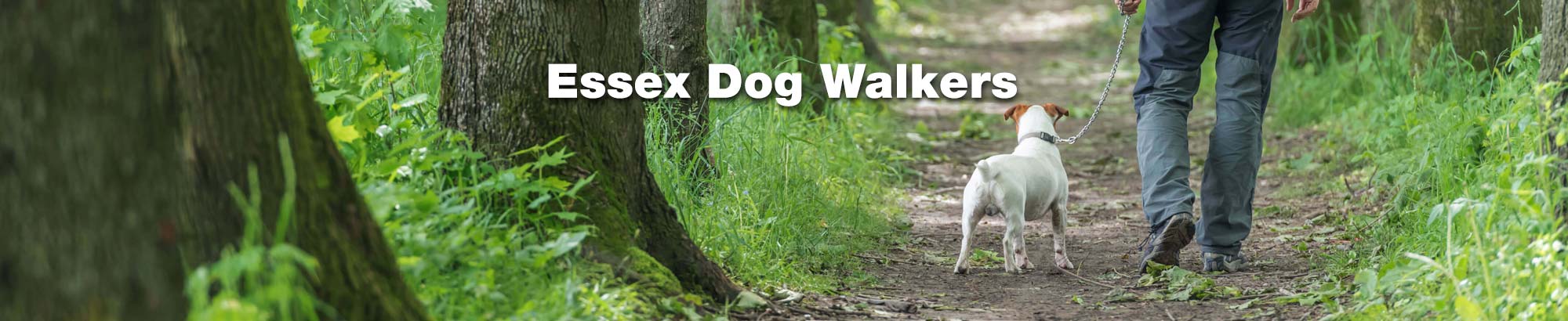 Find a professional dog walker in Essex